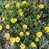 Thumbnail #1 of Potentilla neumanniana by Todd_Boland