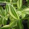 Thumbnail #2 of Tradescantia fluminensis by mystic