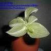 Thumbnail #1 of Tradescantia fluminensis by Mitjo