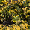 Thumbnail #1 of Euonymus fortunei by melody