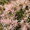 Thumbnail #2 of Astilbe simplicifolia by growin