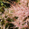 Thumbnail #3 of Astilbe simplicifolia by growin