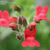 Thumbnail #4 of Galvezia speciosa by AnniesAnnuals