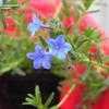 Thumbnail #4 of Lithodora diffusa by daryl