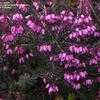 Thumbnail #2 of Erica x darleyensis by Todd_Boland