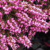 Thumbnail #4 of Erica x darleyensis by growin