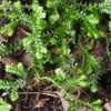 Thumbnail #5 of Selaginella kraussiana by RosinaBloom