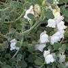 Thumbnail #1 of Antirrhinum hispanicum by Happenstance