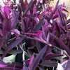 Thumbnail #4 of Tradescantia pallida by DaylilySLP