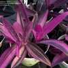 Thumbnail #5 of Tradescantia pallida by DaylilySLP