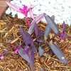 Thumbnail #3 of Tradescantia pallida by MeganAmber