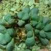 Thumbnail #5 of Aloinopsis schooneesii by cactus_lover