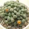 Thumbnail #4 of Aloinopsis schooneesii by Xenomorf