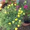 Thumbnail #2 of Portulaca umbraticola by booplants