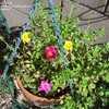 Thumbnail #4 of Portulaca umbraticola by booplants