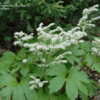 Thumbnail #4 of Aceriphyllum rossii by jbgregg