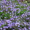 Thumbnail #5 of Campanula poscharskyana by azulverde