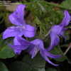 Thumbnail #3 of Campanula poscharskyana by a5footsea