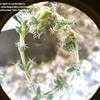Thumbnail #3 of Trichodiadema bulbosum by greenlarry