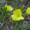 Thumbnail #2 of Oenothera macrocarpa by creekwalker