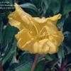 Thumbnail #4 of Oenothera macrocarpa by KrisVDM
