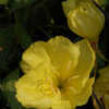 Thumbnail #5 of Oenothera macrocarpa by growin