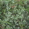 Thumbnail #3 of Heliotropium curassavicum by decklife