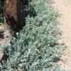 Thumbnail #5 of Heliotropium curassavicum by palmbob