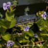 Thumbnail #3 of Lindernia grandiflora by DaylilySLP