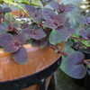 Thumbnail #3 of Lysimachia congestiflora by Ficurinia