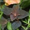 Thumbnail #5 of Lysimachia congestiflora by GardenGuyKin