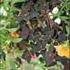 Thumbnail #4 of Lysimachia congestiflora by GardenGuyKin