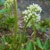 Thumbnail #4 of Aceriphyllum rossii by hillfarm