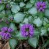 Thumbnail #5 of Lamium maculatum by DaylilySLP