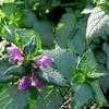 Thumbnail #4 of Lamium maculatum by Kell