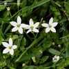 Thumbnail #2 of Pratia pedunculata by RosinaBloom