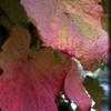 Thumbnail #2 of Vitis coignetiae by Carkeekfish