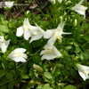 Thumbnail #2 of Mazus reptans by angihansen