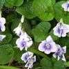 Thumbnail #2 of Viola sororia priceana by poppysue