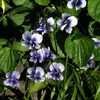 Thumbnail #1 of Viola sororia priceana by poppysue