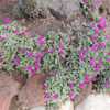 Thumbnail #5 of Cheiridopsis purpurea by palmbob