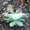 Thumbnail #4 of Cheiridopsis purpurea by EmilyDee