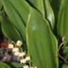 Thumbnail #3 of Convallaria majalis by Botanophilia