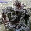 Thumbnail #1 of Ajuga reptans by Baa