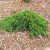 Thumbnail #2 of Juniperus procumbens by grampapa
