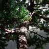 Thumbnail #5 of Juniperus procumbens by WaterCan2