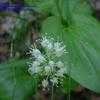 Thumbnail #4 of Maianthemum bifolium by Evert