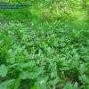 Thumbnail #2 of Maianthemum bifolium by Evert