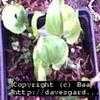 Thumbnail #1 of Maianthemum bifolium by Baa