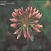 Thumbnail #3 of Trifolium hybridum by kennedyh